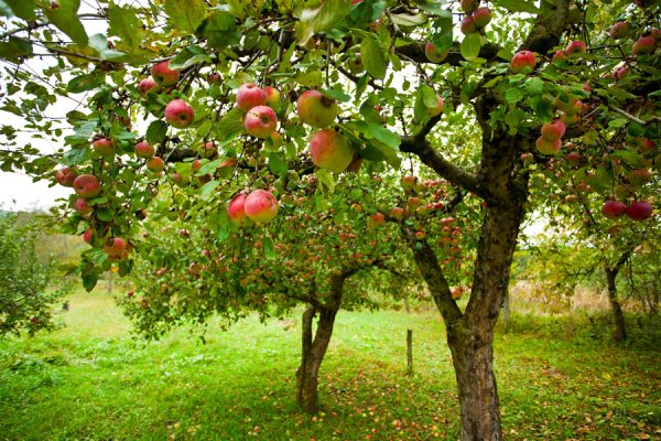 Apfelbaum im Garten 