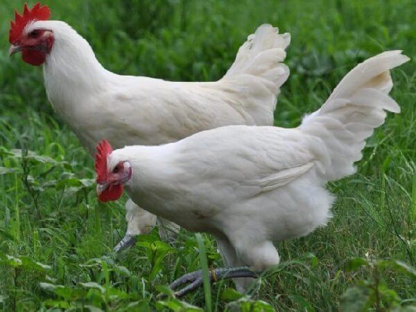 poulets Bresse race Gali