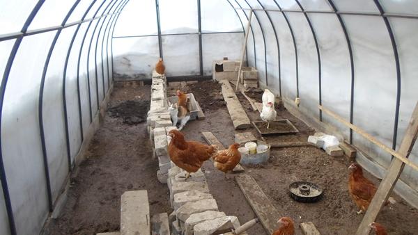 Chickens in a polycarbonate greenhouse in winter