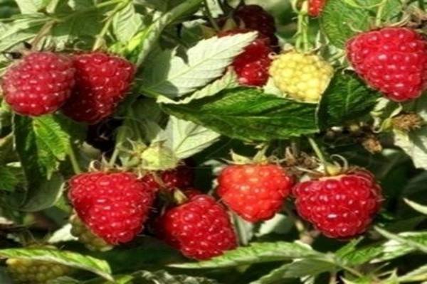 arbat raspberry