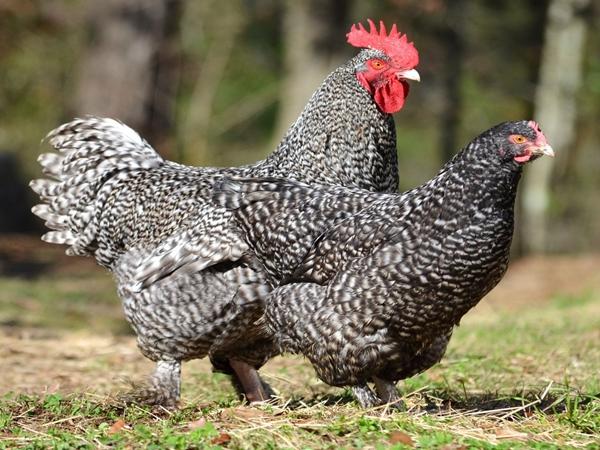 Mechelen kukavica pasmina pilića