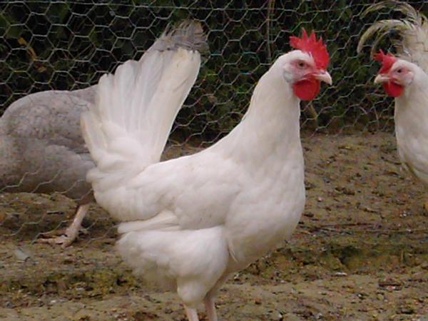 gallinas linea alta