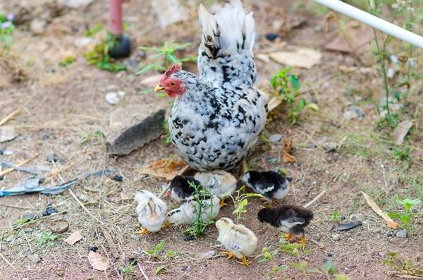 Mga Manok ng Bantam