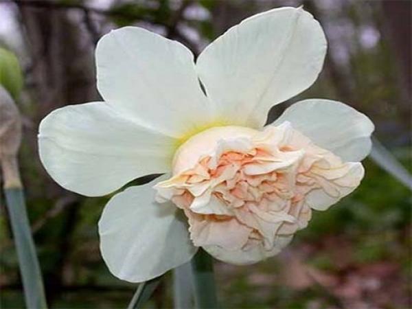 daffodil rosie cloud