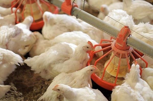 Tableau des indicateurs de température optimaux pour une conservation réussie des poulets de chair