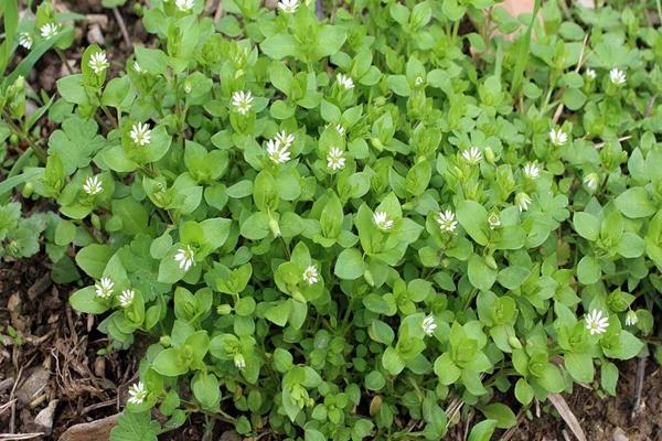 propiedades medicinales de la hierba pamplina