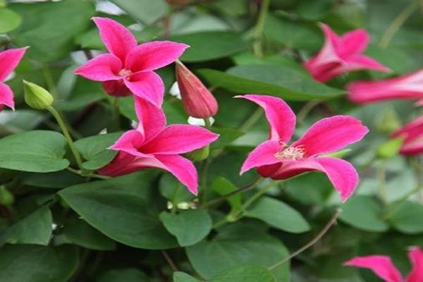 clematis prinsesa diana