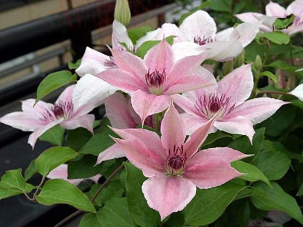 fantasia rosa clematis