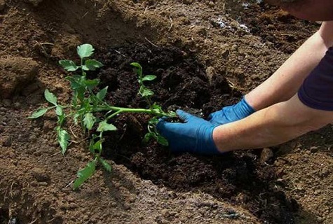 sowing seedlings 