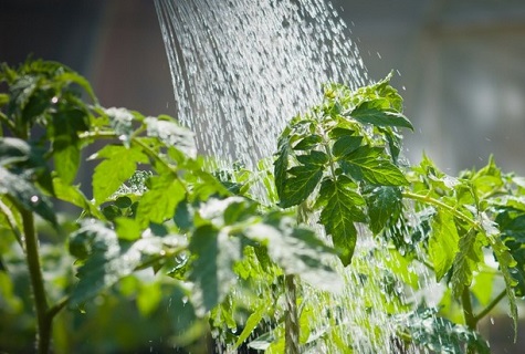 water on the stems 