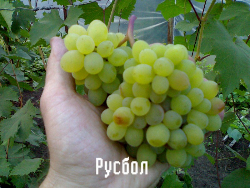 Rusbol grapes