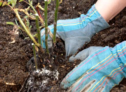 planter des roses