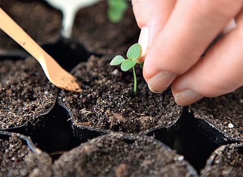 cây giống đậu lupin 