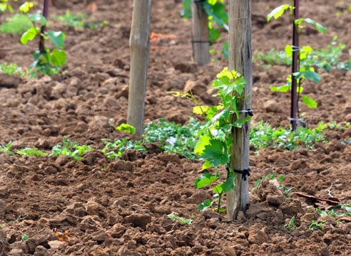 amistad de uvas