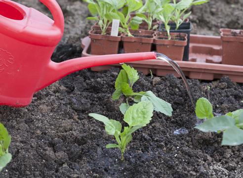 watering the soil