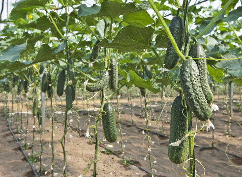 growing cucumbers