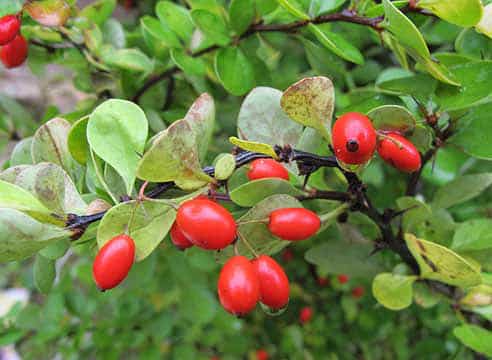 obrezovanje barberry