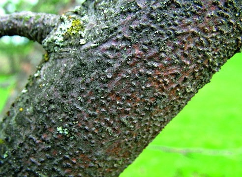 Cytosporosis on an apple tree