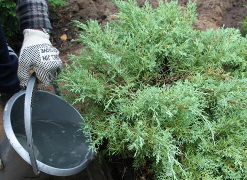 fertilizante para plantas coníferas