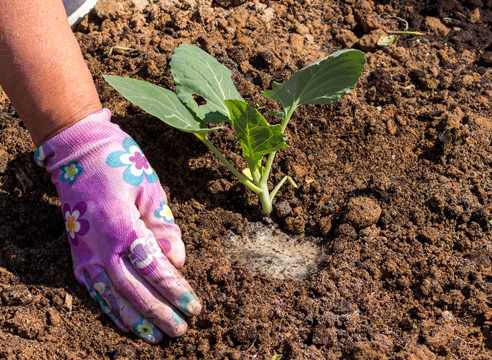 Kohl im Freiland pflanzen