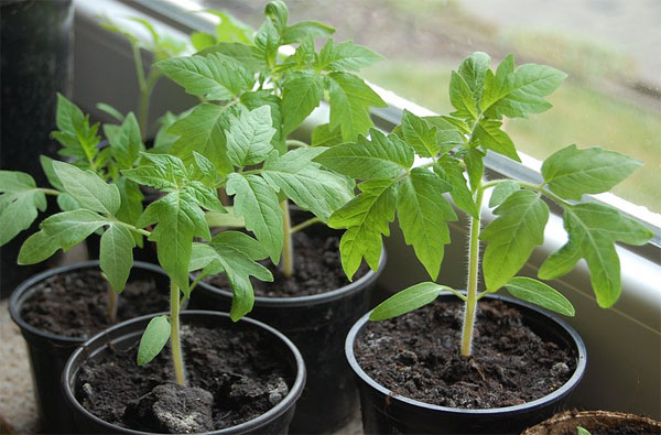 tomato seedlings in pots