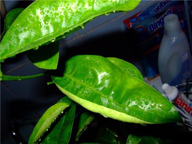 lemon leaves curl