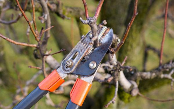 cherry pruning