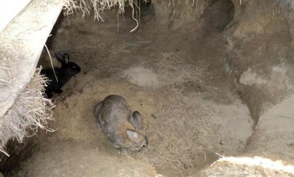 Kaninchen in einer Grube halten