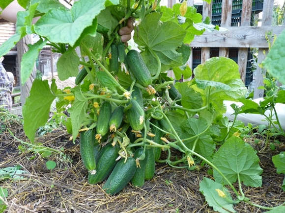 appearance of a bush cucumber