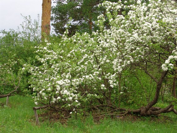 plazeča jablana