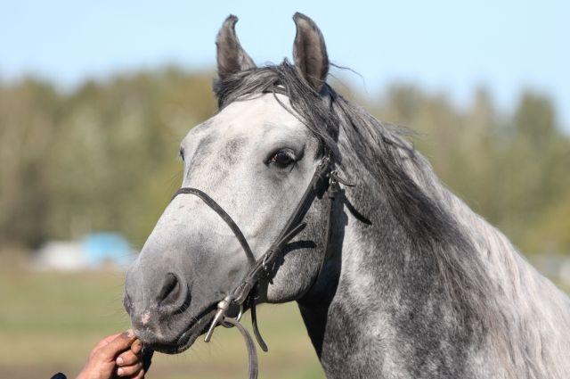 Oryol horse