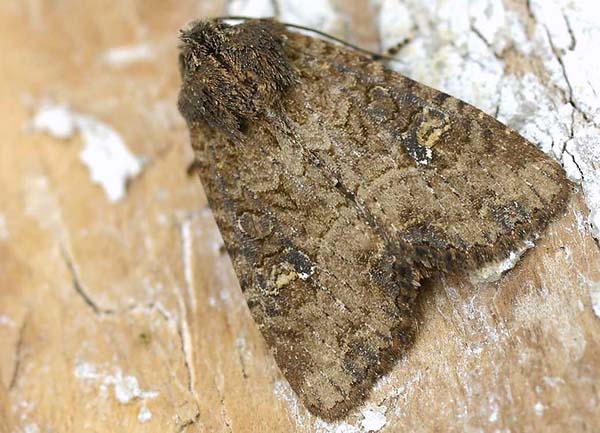 Owl butterflies