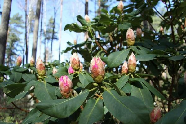 rhododendron mori