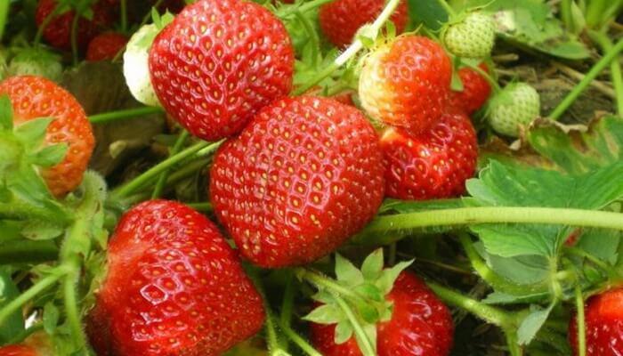 strawberry sudrushka