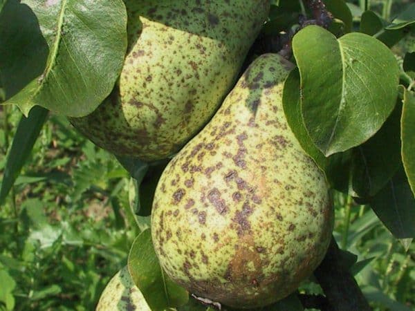 scab on pear