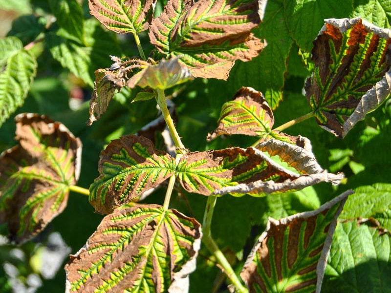 Leaf marginal necrosis