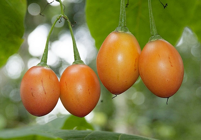 Tomate Cyfomandra Rote Bete