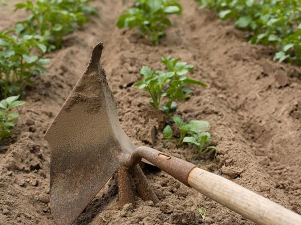 loosening potatoes