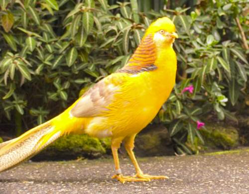 Faisão amarelo