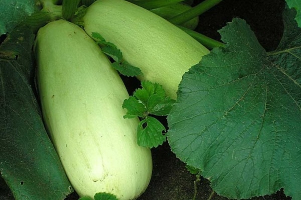 courgettes en pleine terre