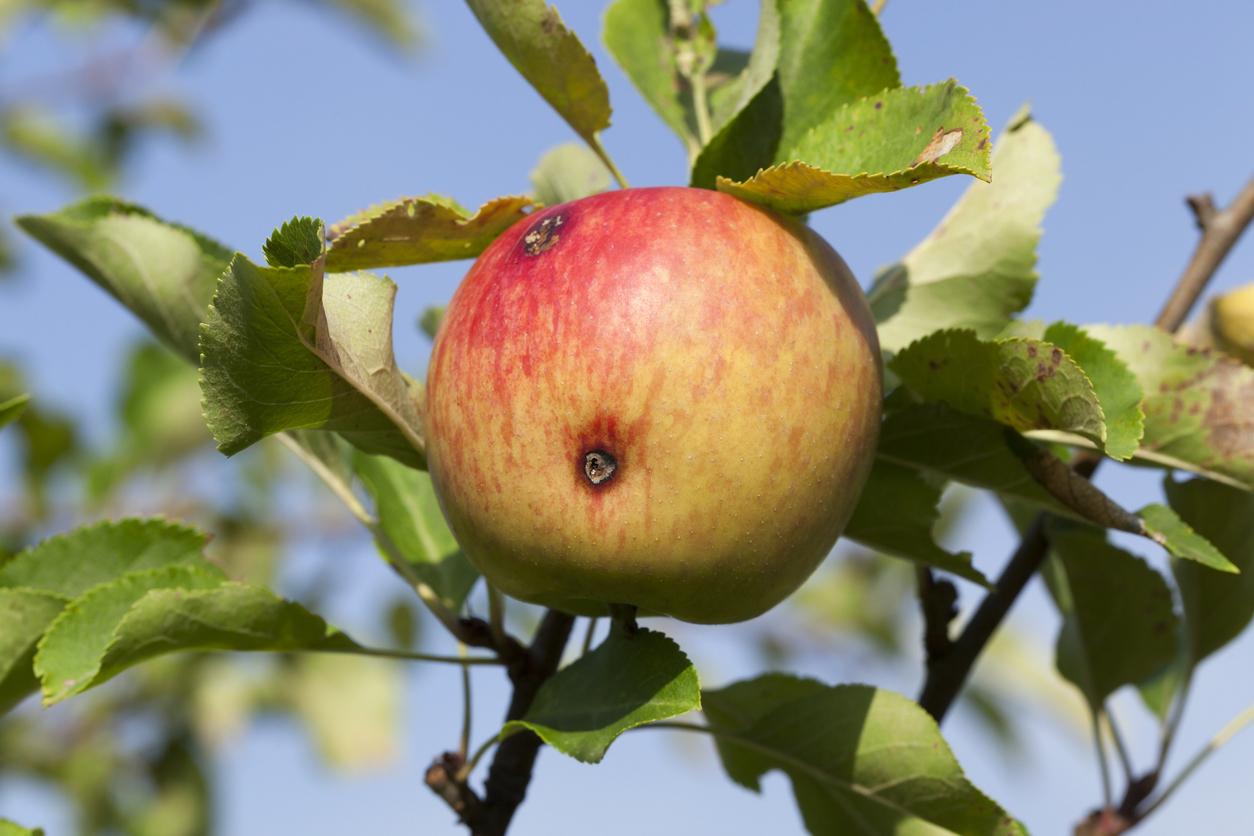 maskigt äpple