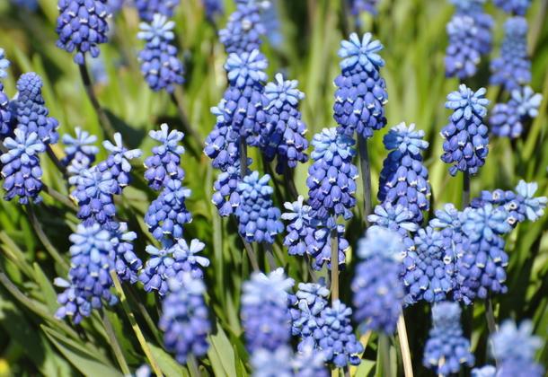 Muscari-variëteit 