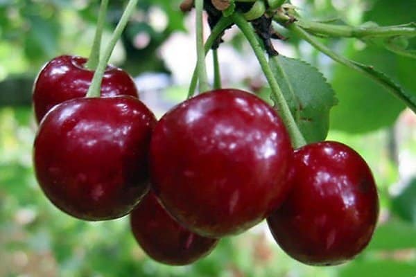 cherry star