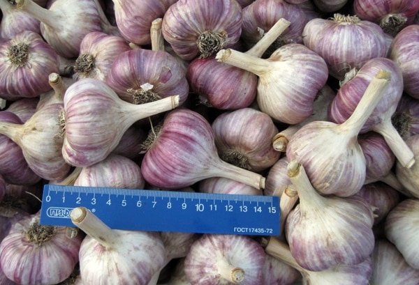 type of garlic Komsomolets