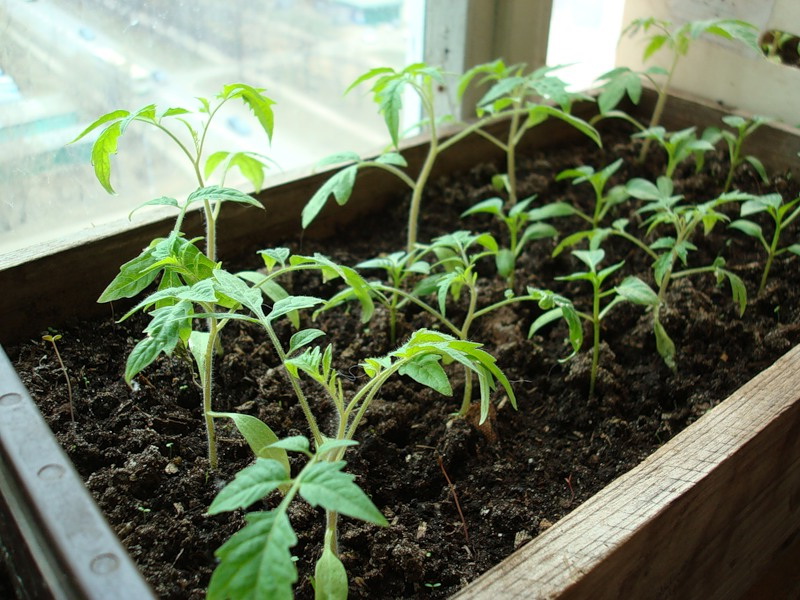 plants de tomates sur le balcon