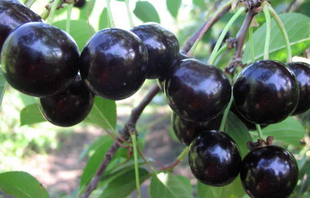 chocolatière aux cerises