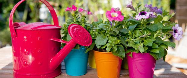 watering petunias