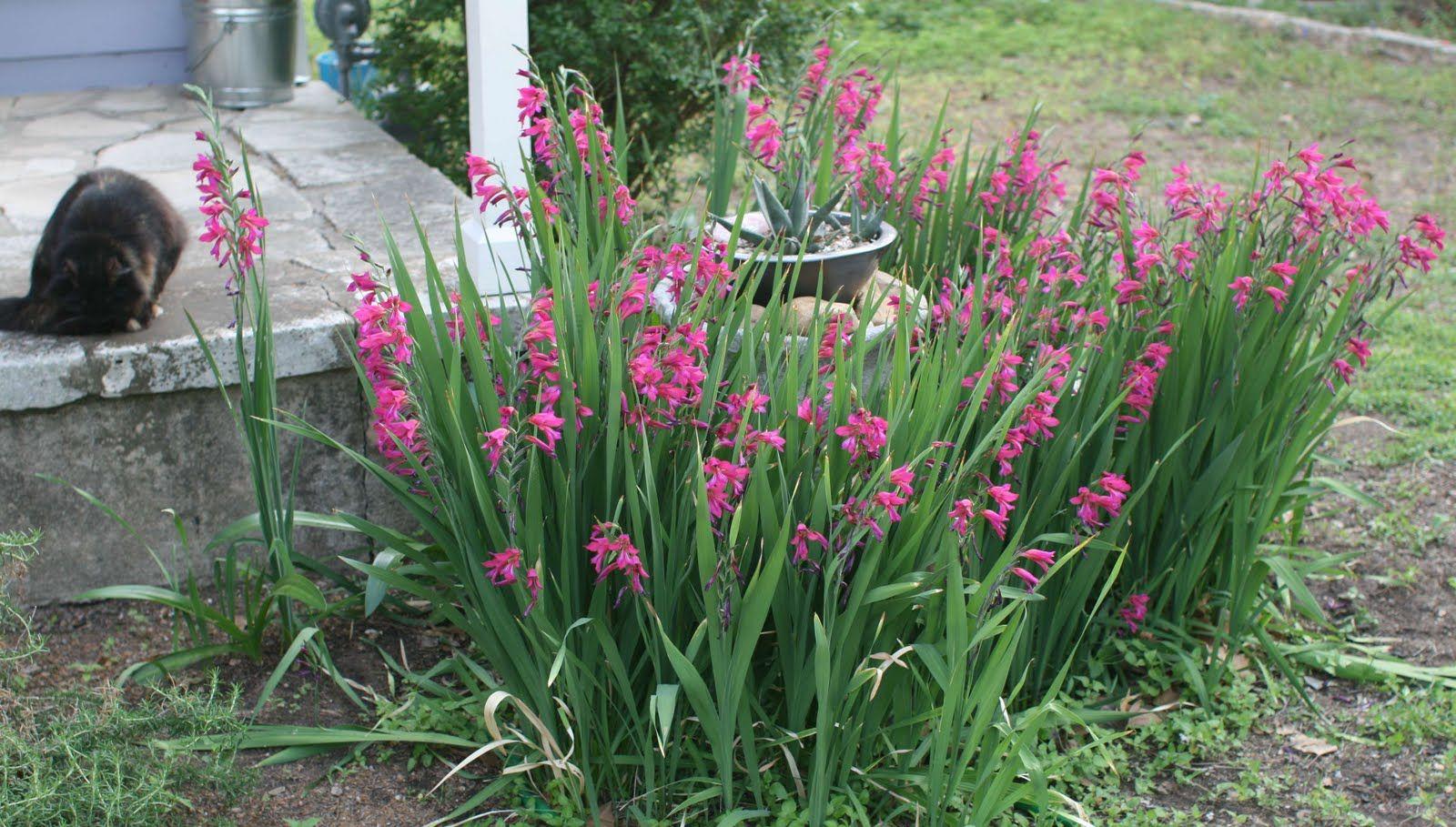 Gladiole byzantinisch