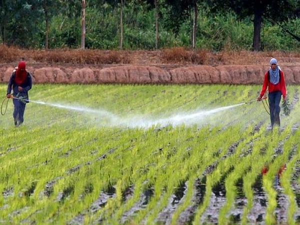 herbicide voor boksers