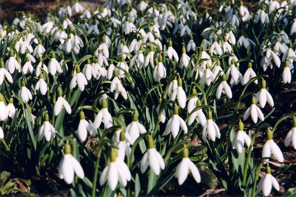 bloemen in de tuin 